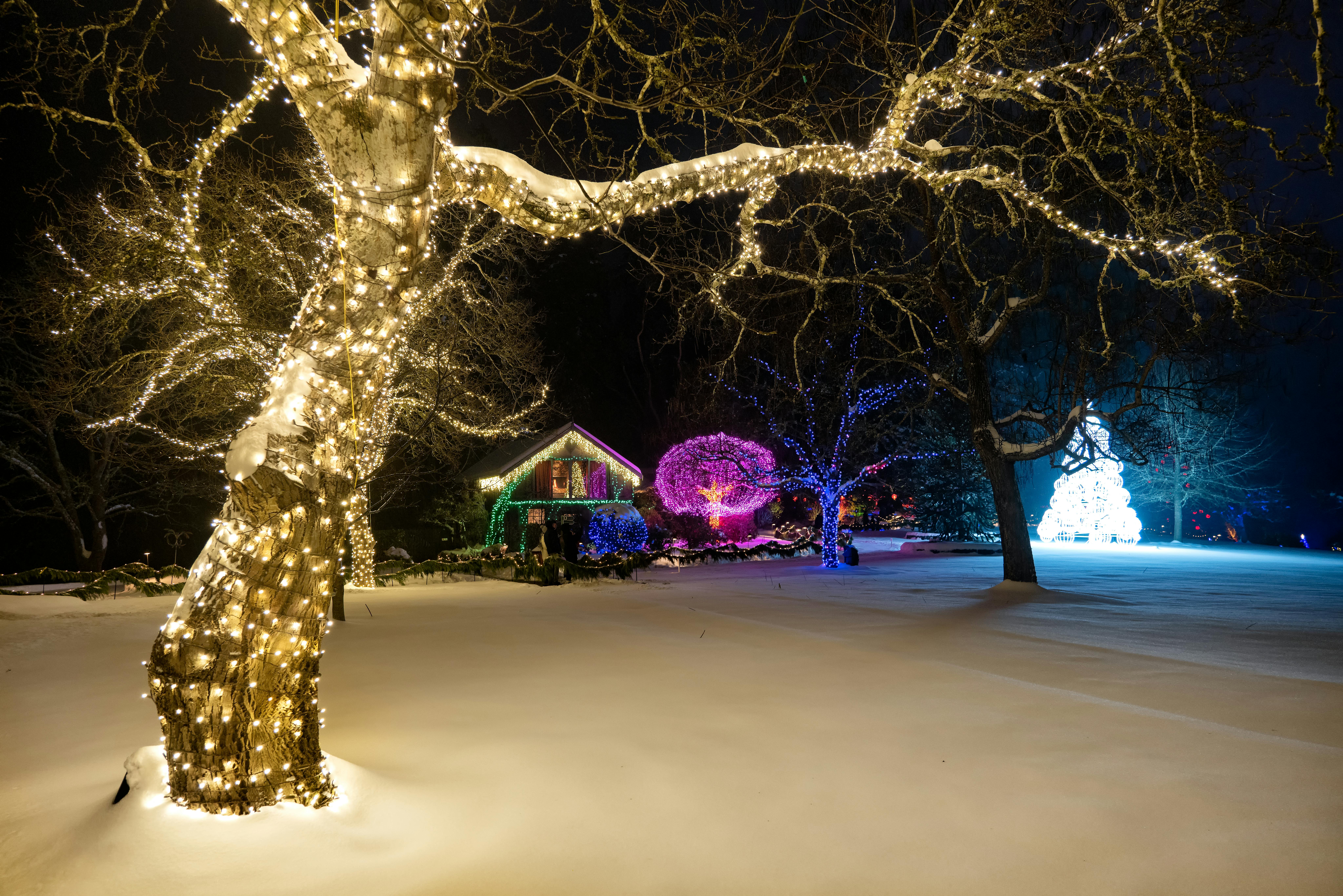 Weihnachtsbeleuchtung Bonn: Professionelle Montage für Haus & Garten